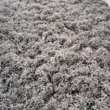 永顺张家界地理标志农产品一莓茶