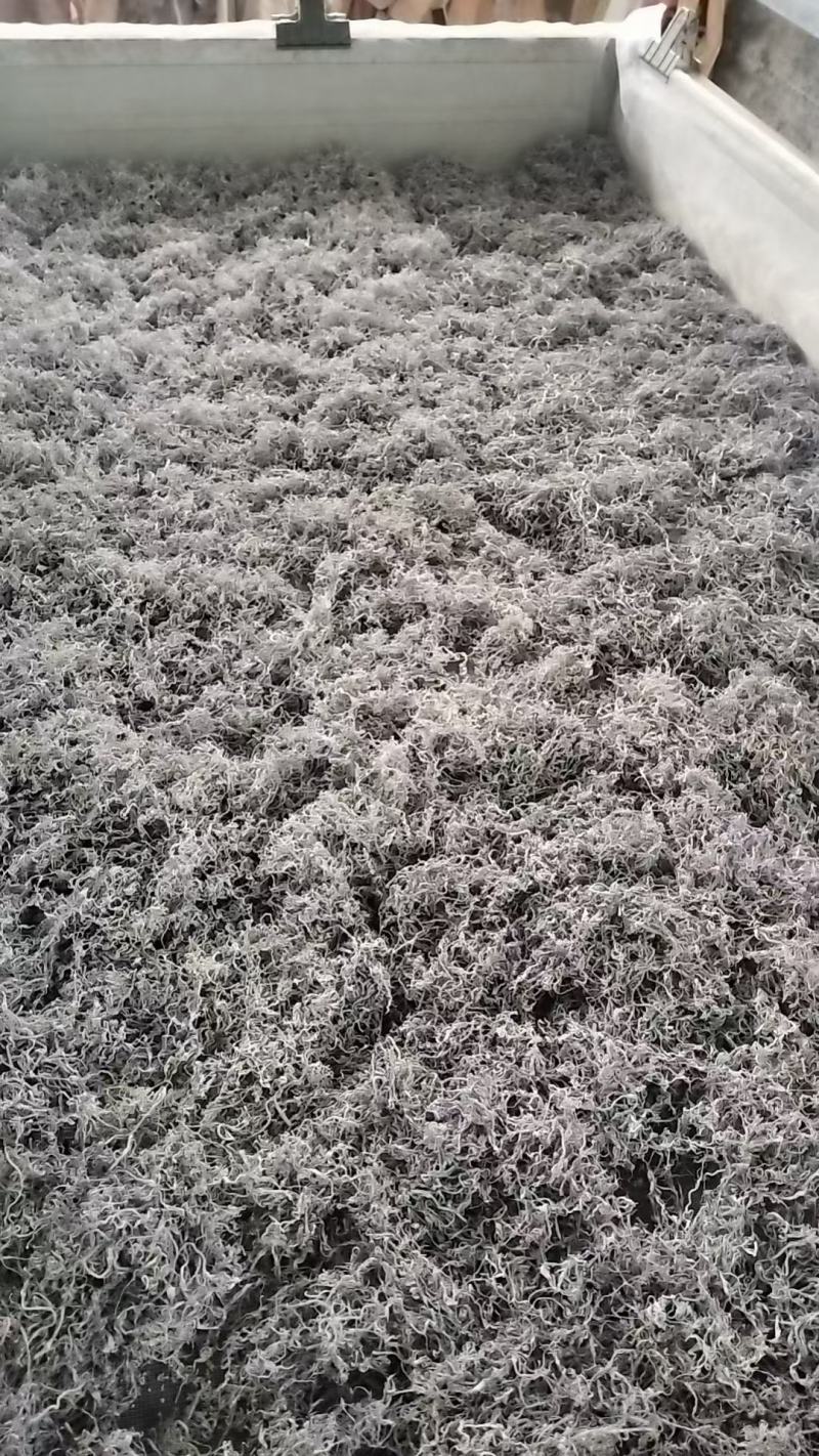 永顺张家界地理标志农产品一莓茶