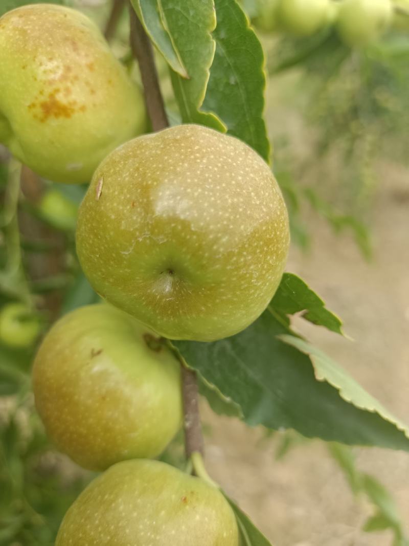 新疆沙漠蟠枣