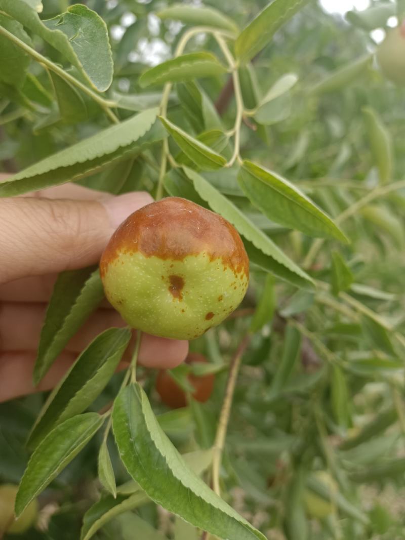 新疆沙漠蟠枣