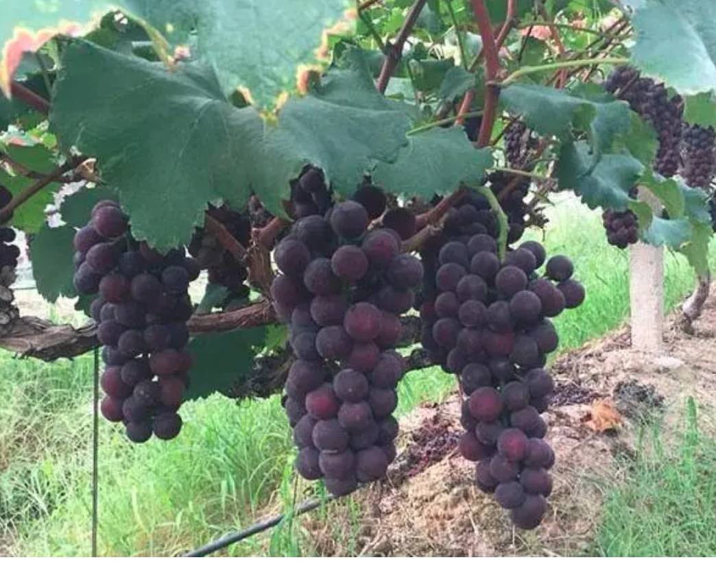 西拉红果实特写