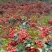 陕西特产：花椒