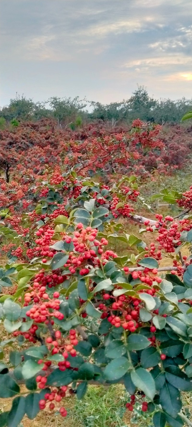 陕西特产：花椒