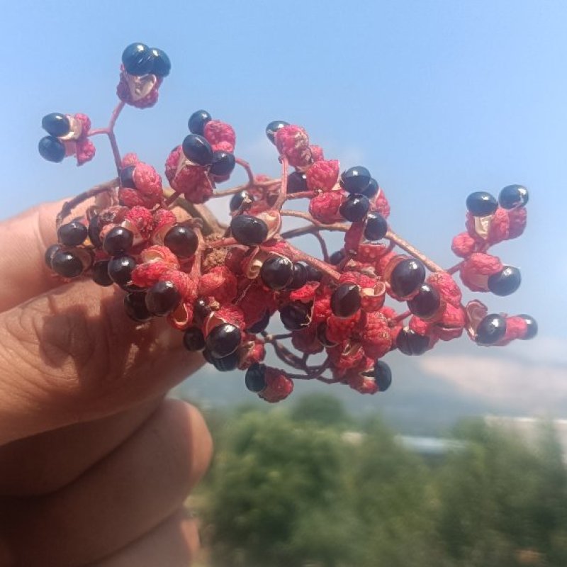 陕西特产：花椒