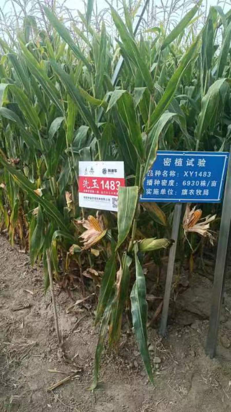 玉米