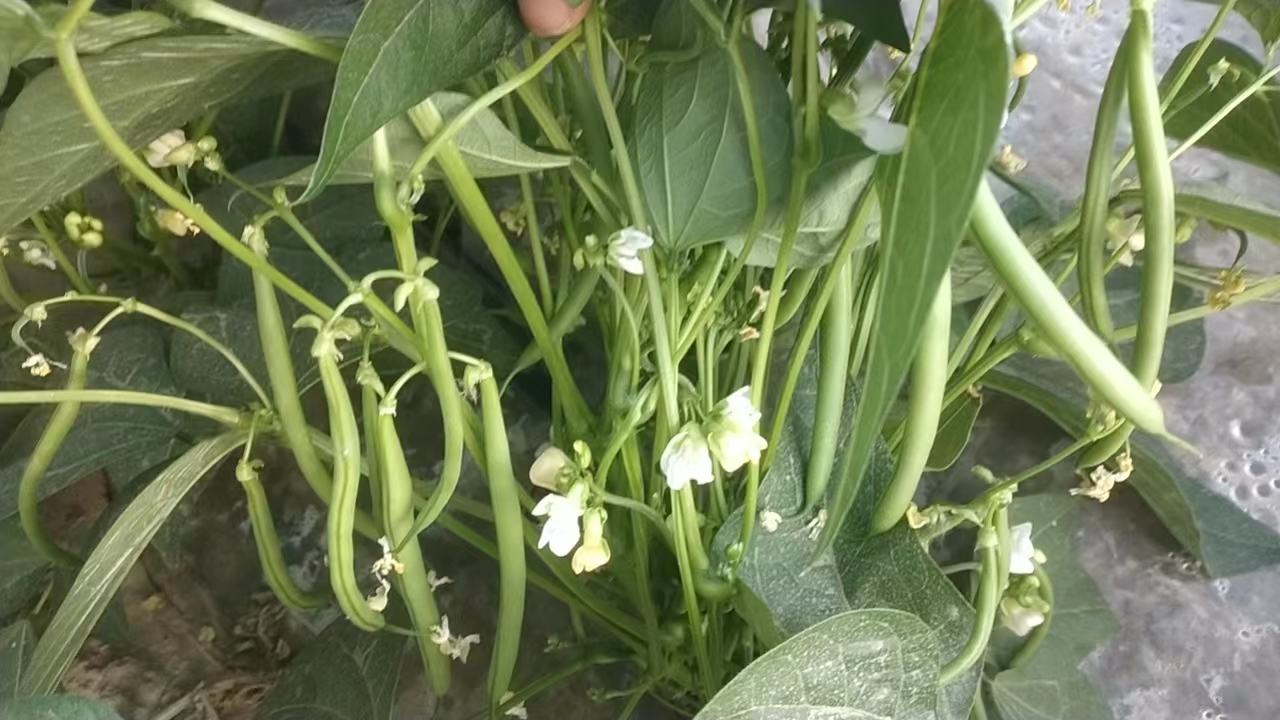 展示一朵盛开的白扁豆花,背景为绿色藤蔓和叶片 白扁豆花植株特写