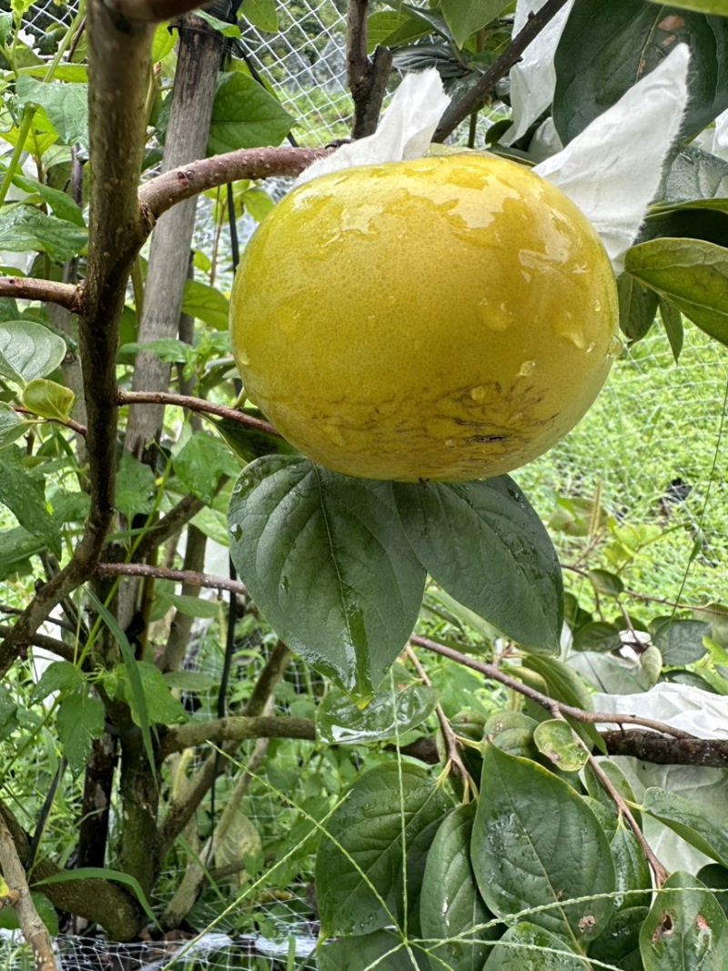 太秋甜柿