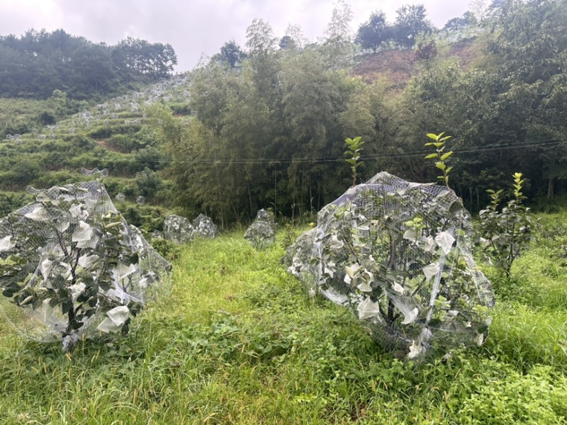 太秋甜柿