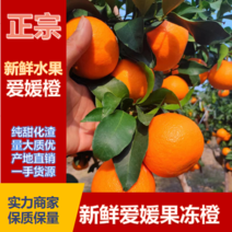 四川爱媛38果冻橙实地看货，专业对接全国各大渠道