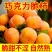 巧克力脆甜柿子对接各大电商社区团购平台一件代发