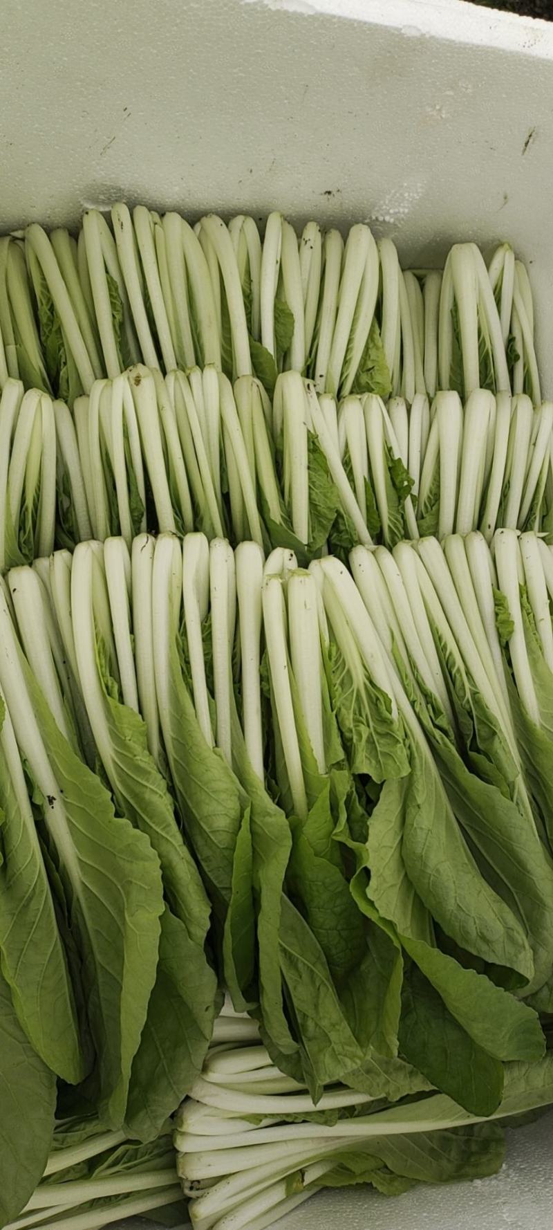 精品小白菜，大棚种植，发本地，商超，电商，外地装泡沫箱