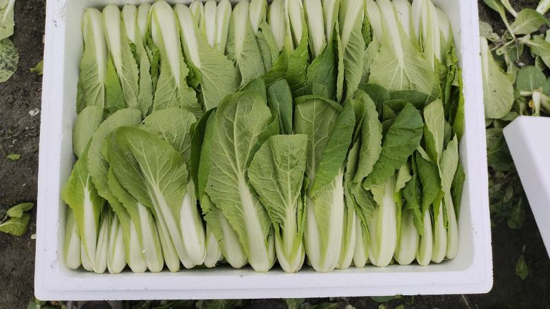 精品小白菜，大棚种植，发本地，商超，电商，外地装泡沫箱