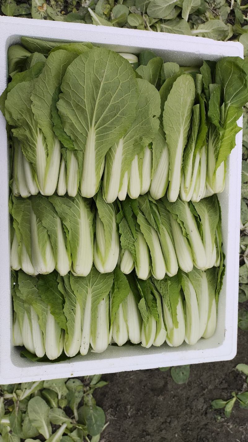 精品小白菜，大棚种植，发本地，商超，电商，外地装泡沫箱