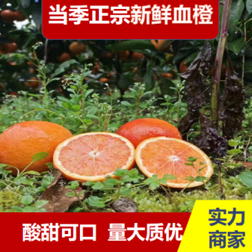 血橙橙子资中血橙可线上交易支持实地看货量大质优