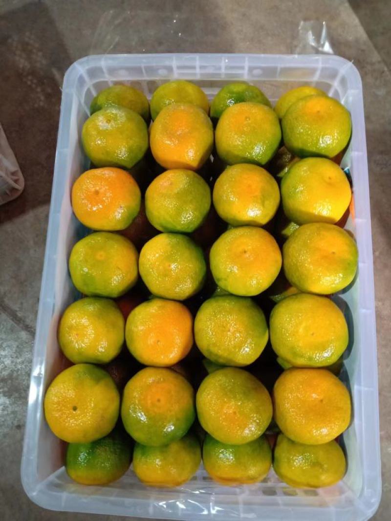 云南高原无核蜜桔皮薄果型好肉嫩水份充足欢迎订购