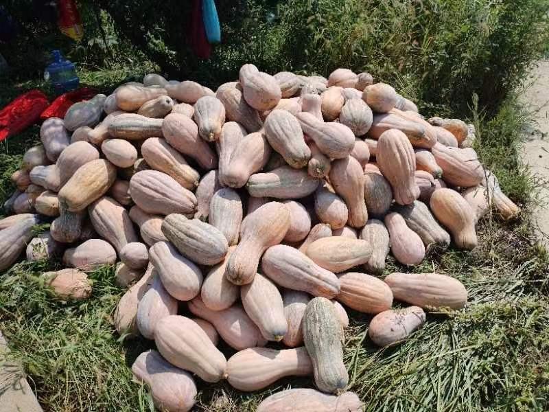 香芋南瓜椰香奶露成品图