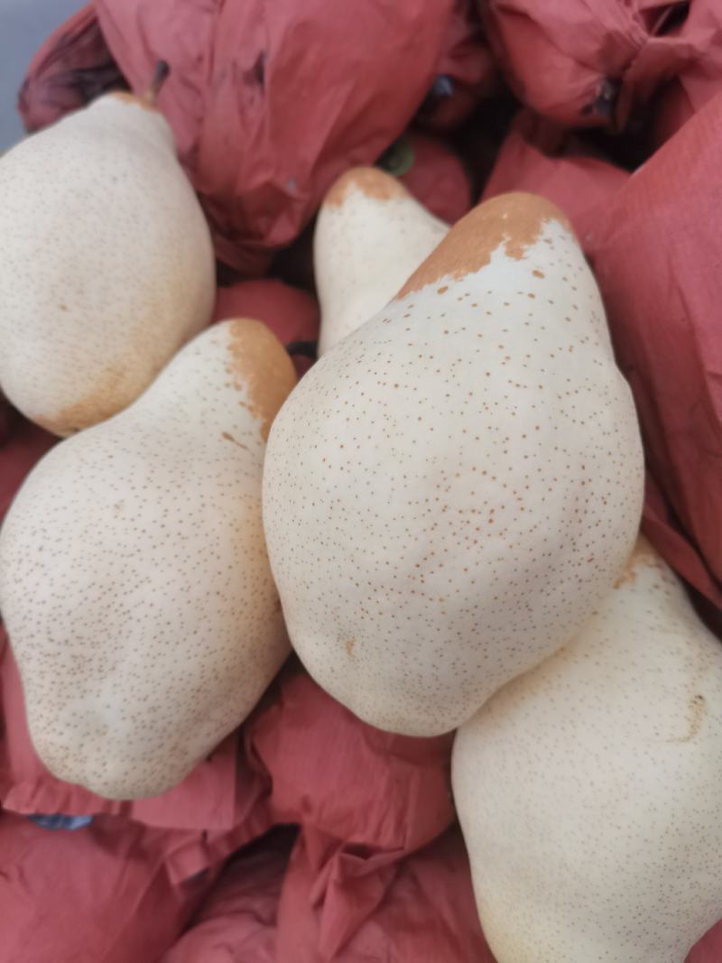 大巴梨
