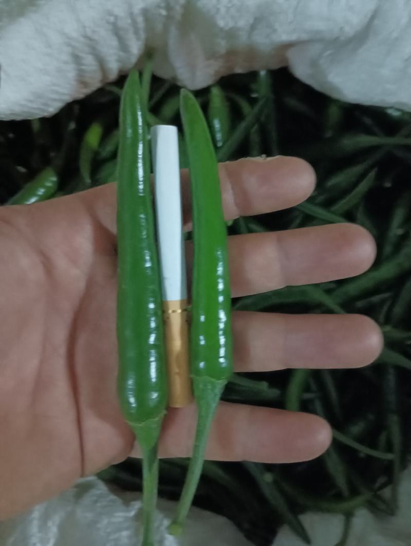 朝天椒青米