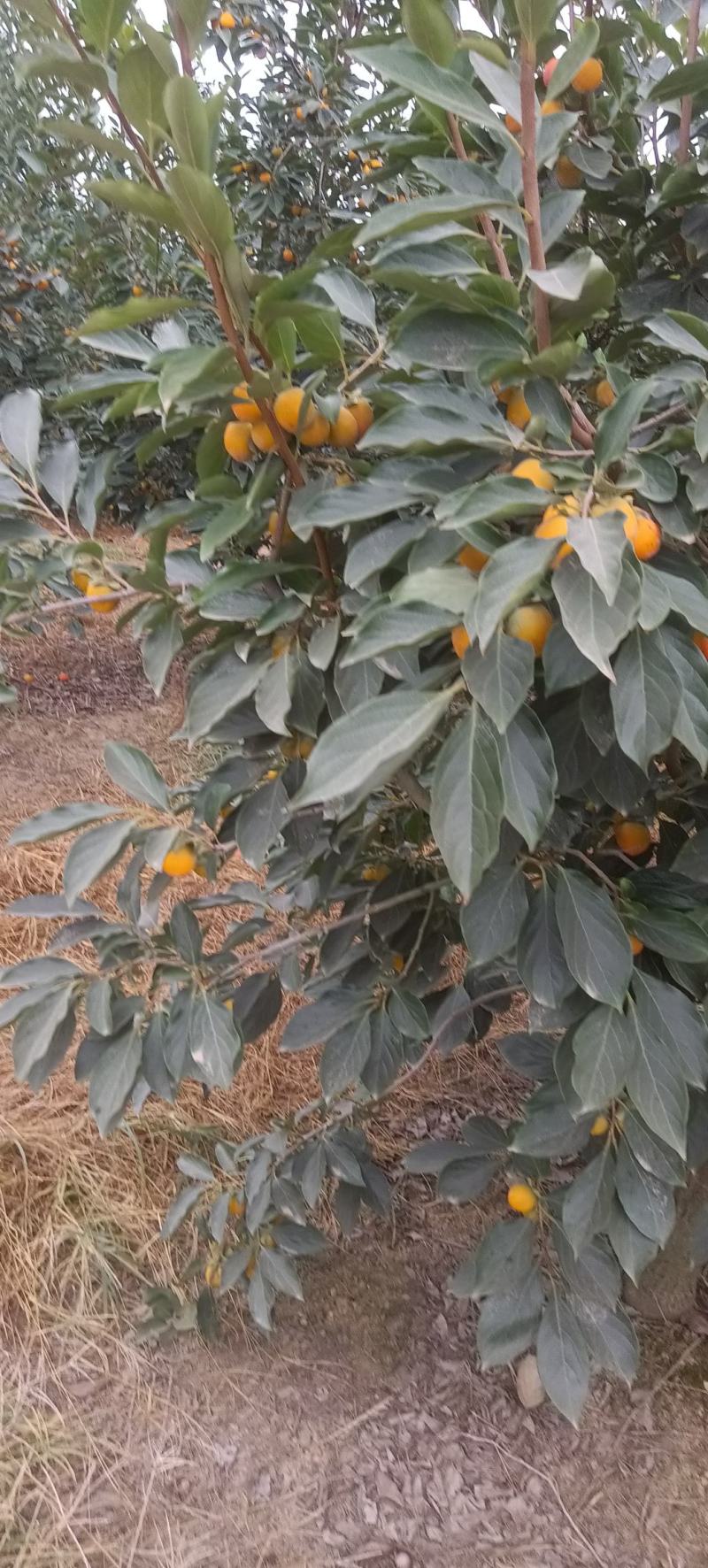 玲珑珠柿火葫芦柿子产地直发欢迎合作