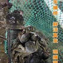【精品】江苏兴化大闸蟹鲜活直发各种规格母蟹供应保质保量