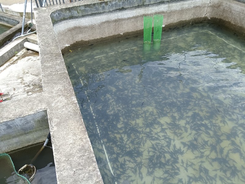 鲟鱼