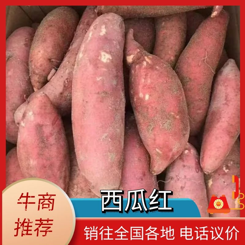 西瓜红红薯大量上市对接全国市场一手货源欢迎咨询