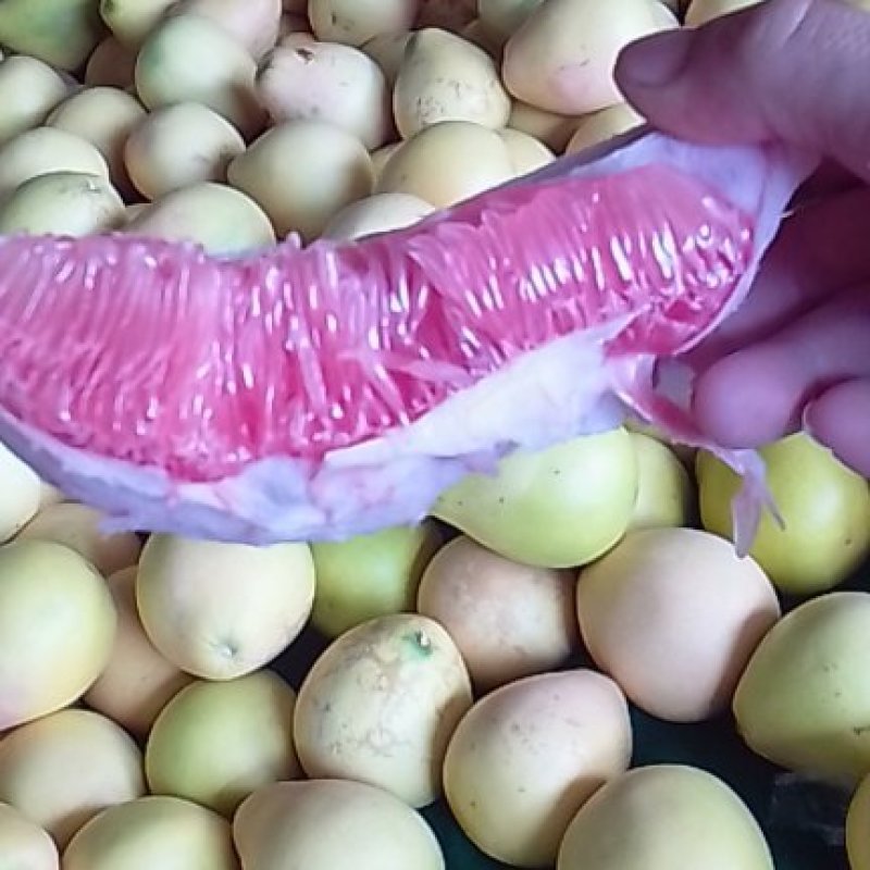 产地直销红肉柚子，超甜，支持一件代发包邮