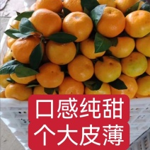 湖北优选柑桔.精品叶橘特早蜜橘一手货源现采现发诚信经营