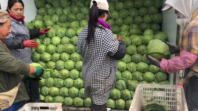 河北精品甘蓝圆包菜产地直发品质保证货源充足