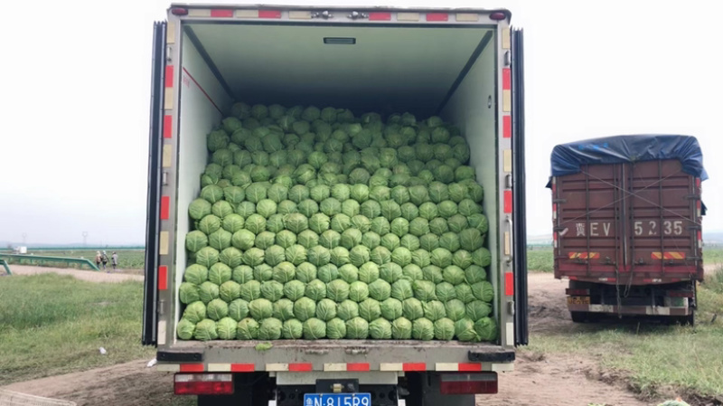 河北精品甘蓝圆包菜产地直发品质保证货源充足
