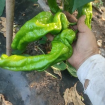 精品芜湖椒，量大皮薄，对接全国市场，欢迎打扰