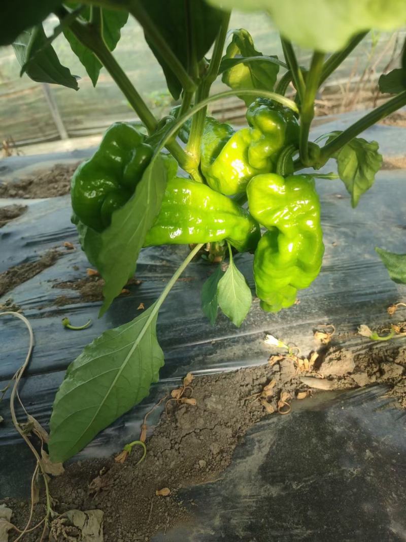 精品芜湖椒，量大皮薄，对接全国市场，欢迎打扰