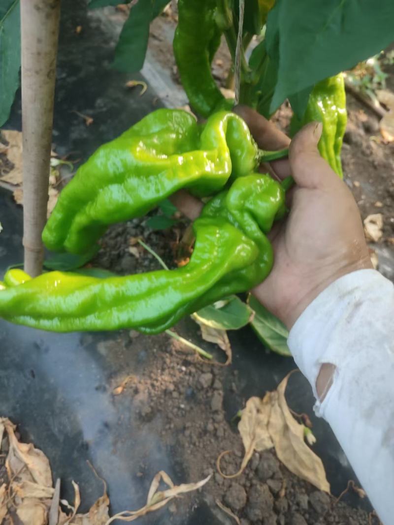 精品芜湖椒，量大皮薄，对接全国市场，欢迎打扰