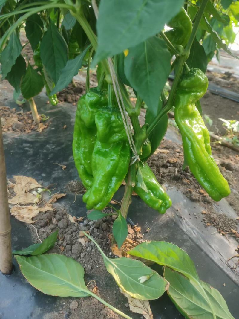 精品芜湖椒，量大皮薄，对接全国市场，欢迎打扰