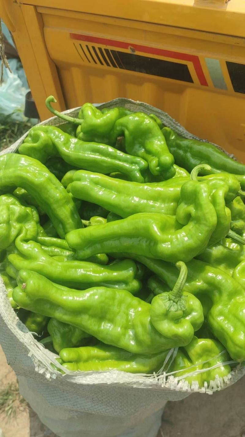 精品芜湖椒，量大皮薄，对接全国市场，欢迎打扰