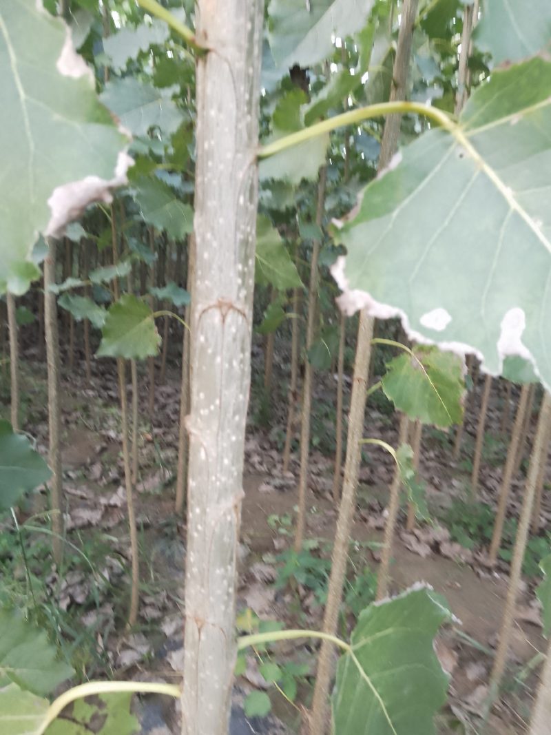 107速生杨树苗
