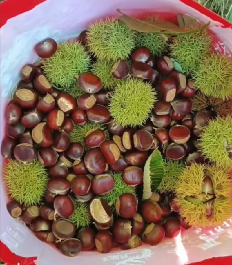 精品大山深处板栗红粒板栗，大量上市