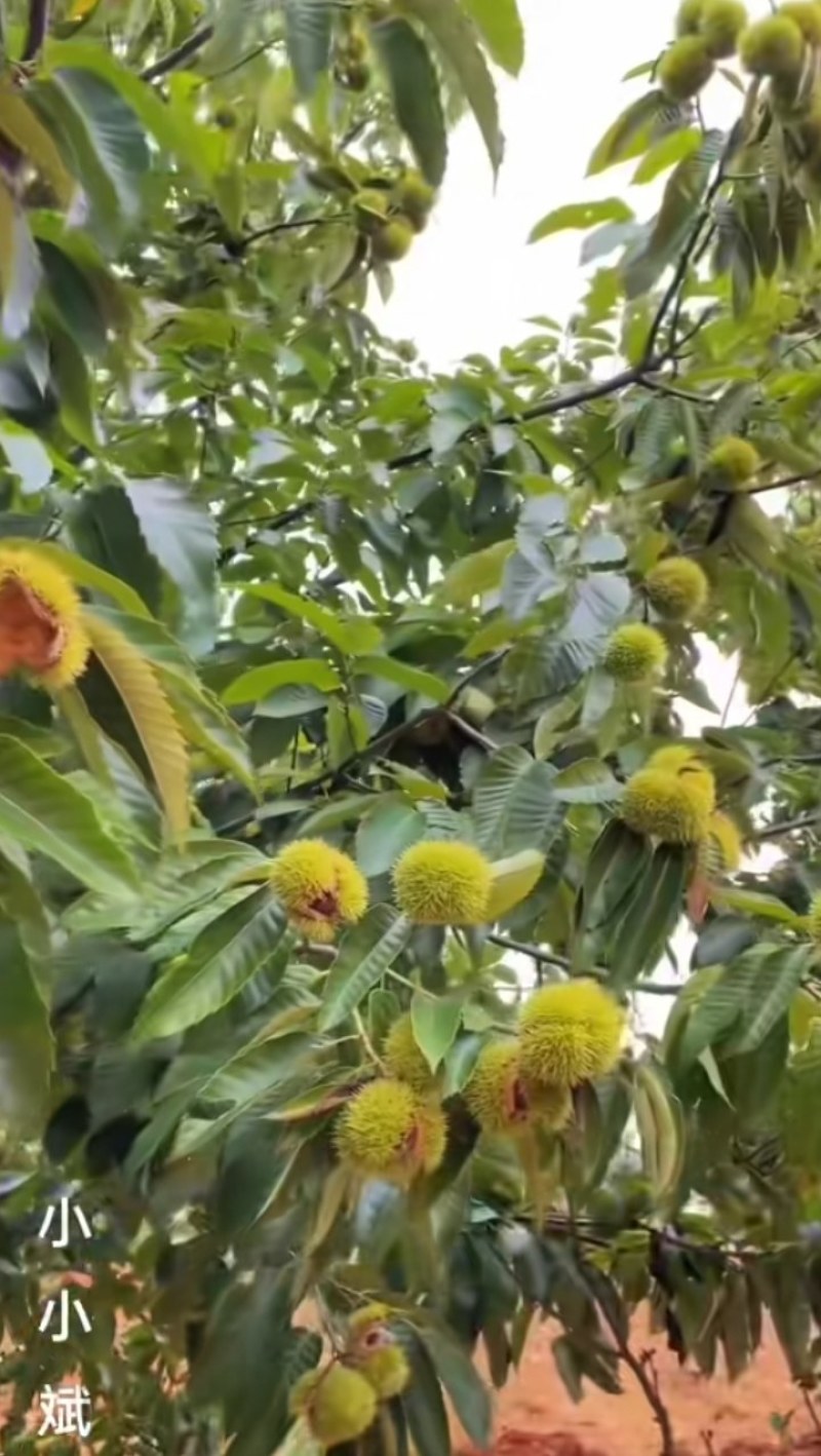 精品大山深处板栗红粒板栗，大量上市