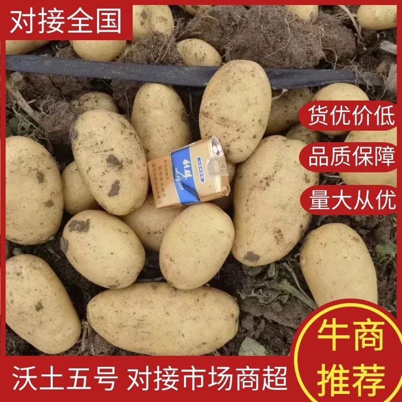 沃土五号土豆！走向全国各地大市场。需要的老板电话联系。
