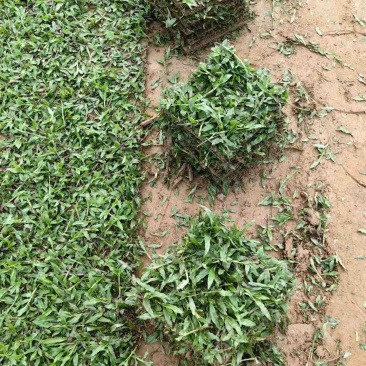 广东惠州大叶油草草块厂家直供质量保证欢迎来电咨询