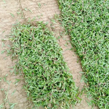 广东惠州大叶油草卷产地一手货源质量保证欢迎来电咨询