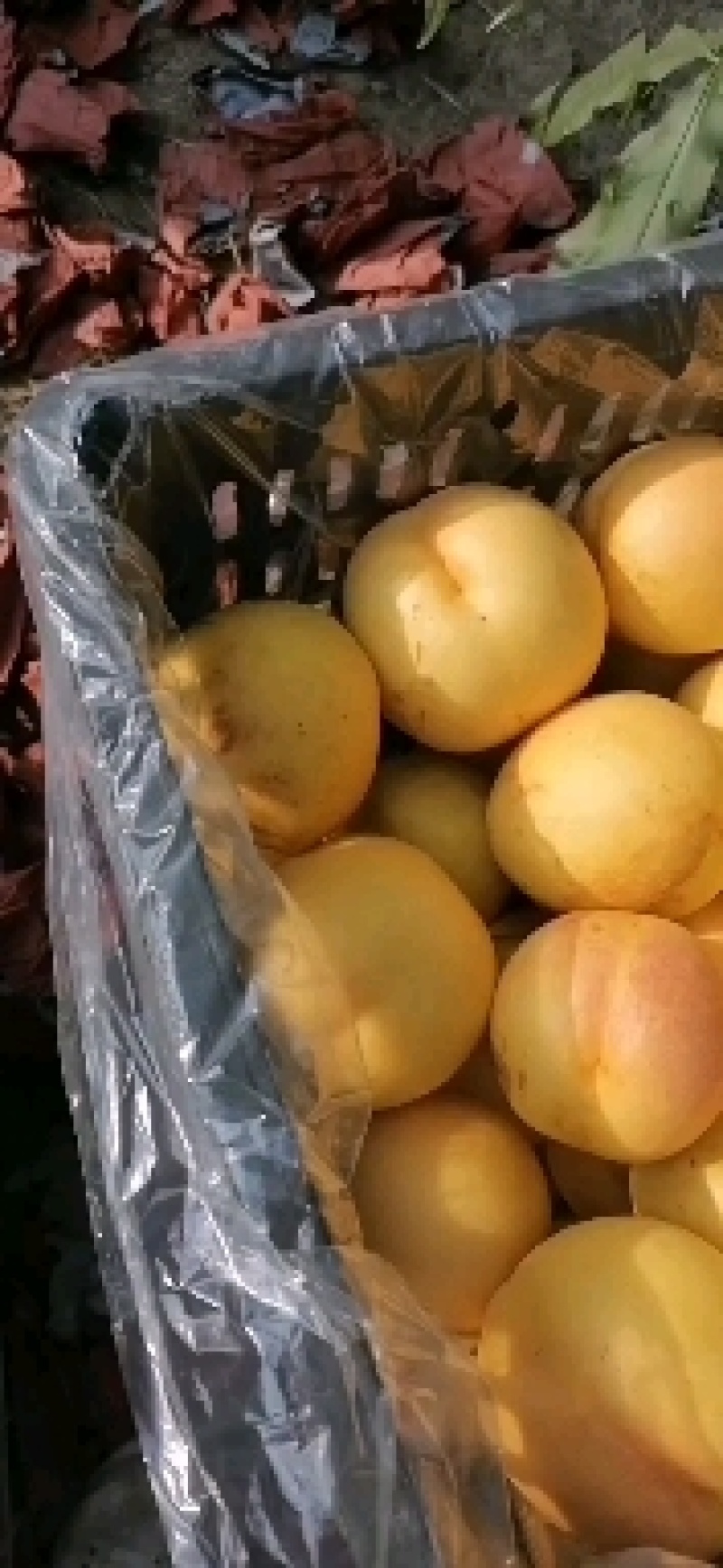 石黄果