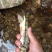 溪石斑种鱼，光唇鱼