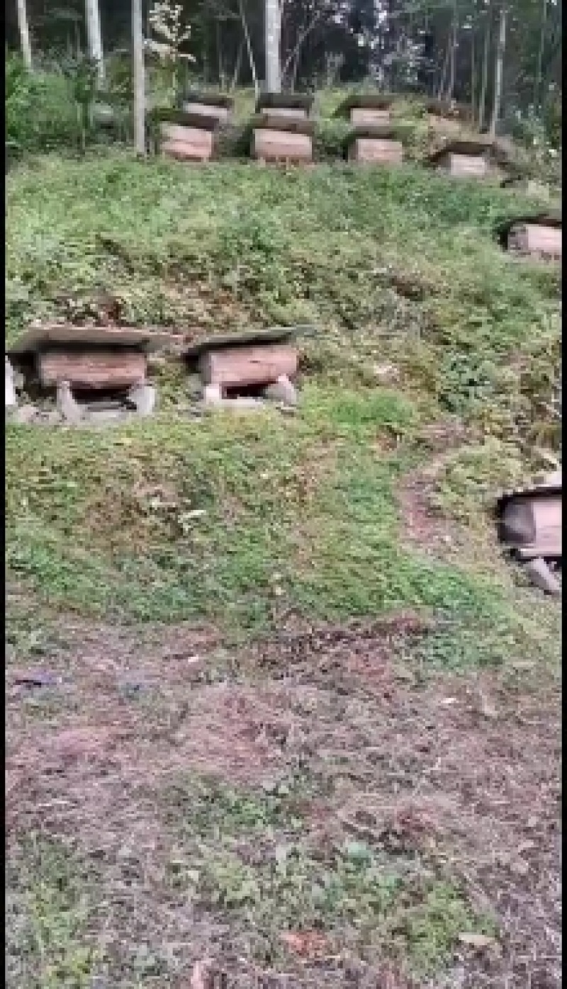 陕西正宗野蜂蜜中蜂养殖大山原始蜂蜜高端蜂蜜
