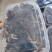 金线莲福建小叶野生金线莲鲜品小圆叶仿野稀有品种品质保证