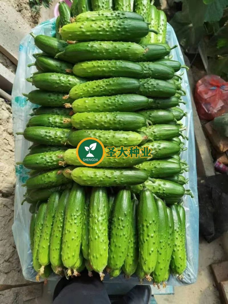 旱黄瓜嫁接苗秋黄瓜苗老品种水果黄瓜苗大刺黄瓜苗短棒型