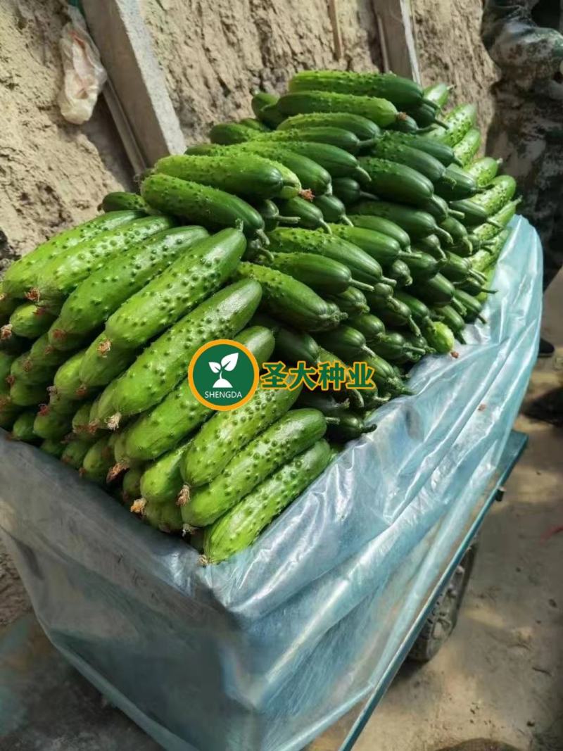 旱黄瓜嫁接苗秋黄瓜苗老品种水果黄瓜苗大刺黄瓜苗短棒型