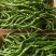 大荔县辣椒种植基地，大量供应各种辣椒，欢迎各路客商