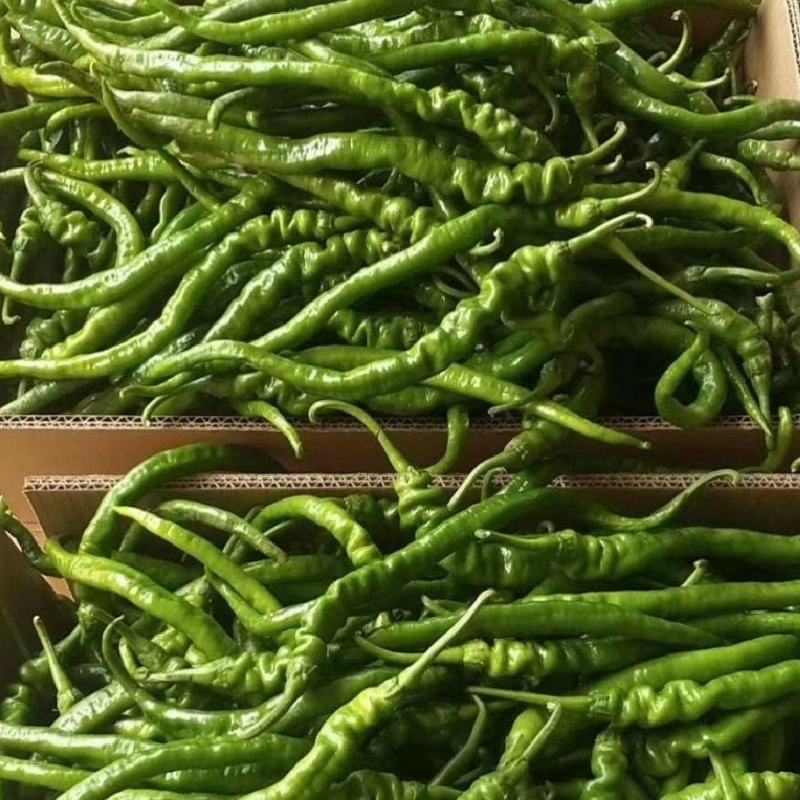 大荔县辣椒种植基地，大量供应各种辣椒，欢迎各路客商