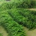 大荔县辣椒种植基地，大量供应各种辣椒，欢迎各路客商
